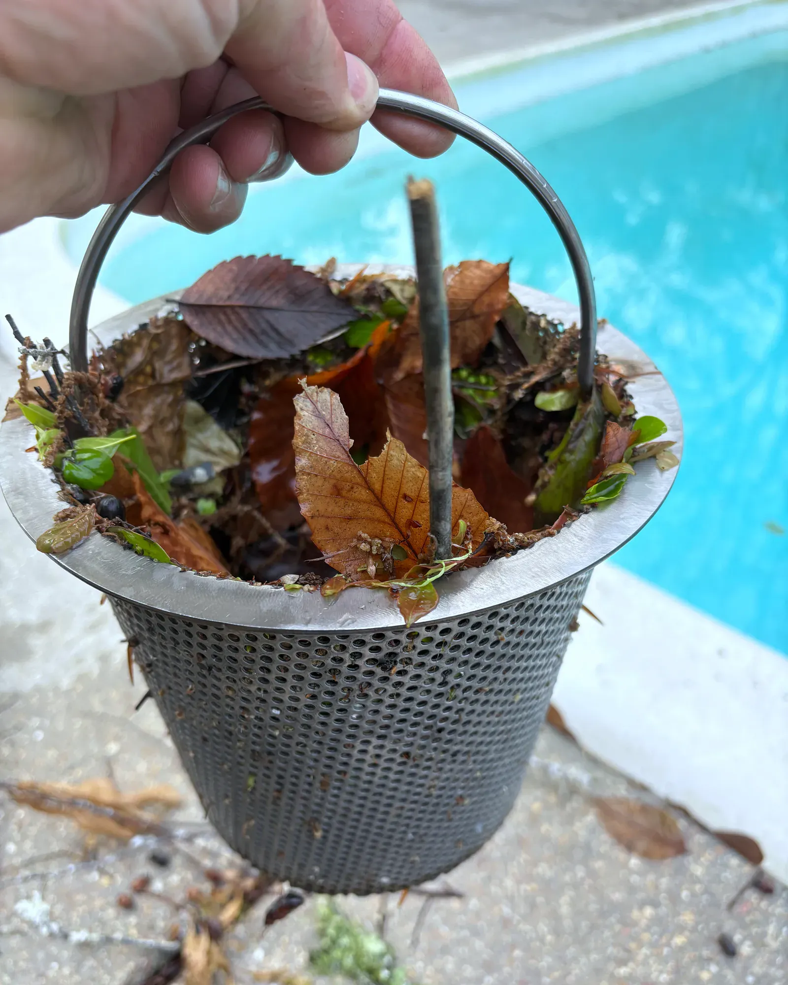 Stainless steel skimmer basket lifted out of the skimmer, full of leaves.